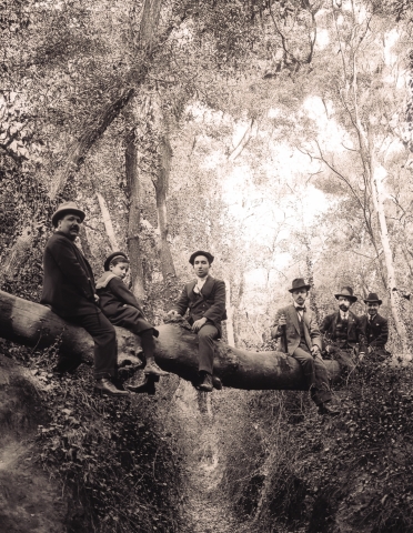 El bosc de Can Feu, de Sabadell
